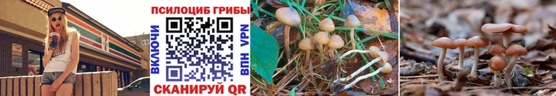 Псилоцибиновые грибы Cubensis  Купить  Конаково 